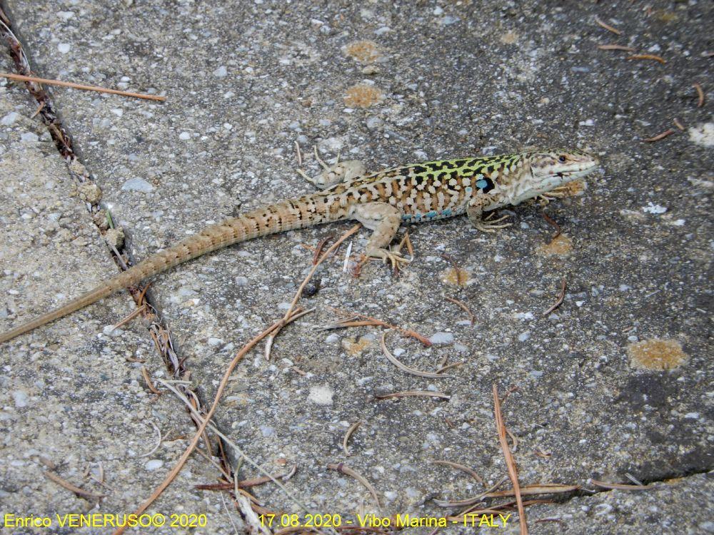 45 - Lucertola - Lizard - Book photo